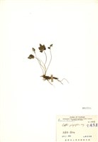 藏品(五葉黃連(臺灣黃連))的圖片